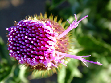 鰭薊 鰭薊花蕾