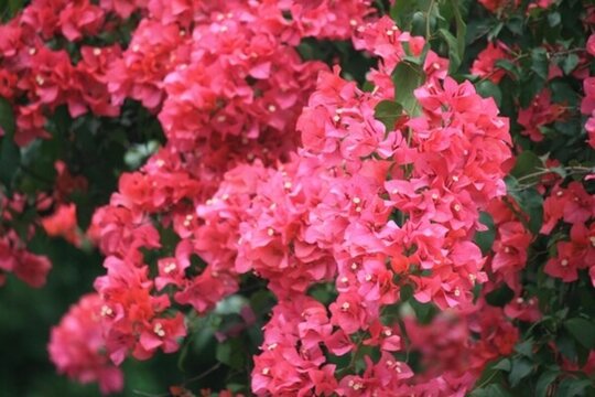 三角梅