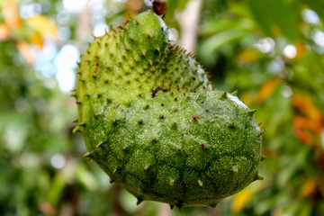 果實(shí)