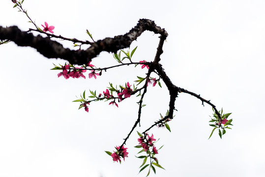 鷹嘴桃花