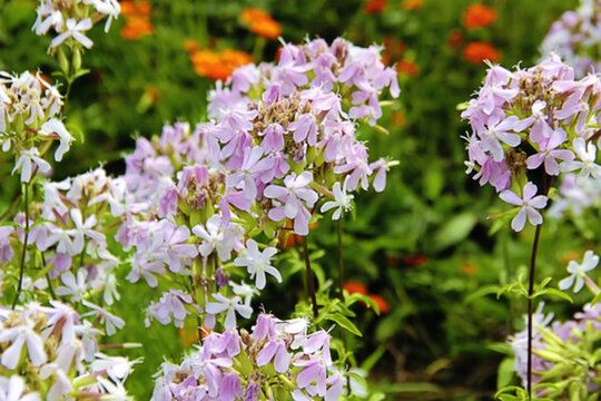 花 山花爛漫