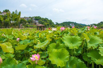 荷塘風景 新農(nóng)村
