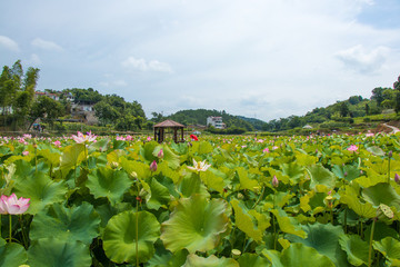 荷塘風(fēng)景 新農(nóng)村