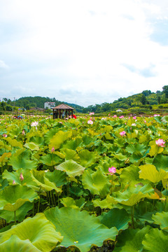 荷塘風(fēng)景 新農(nóng)村