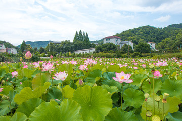 荷塘風(fēng)景 新農(nóng)村