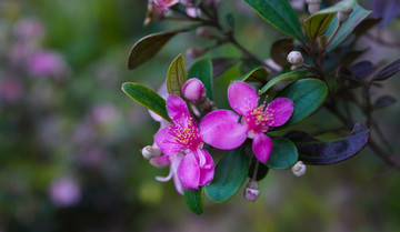 捻子花