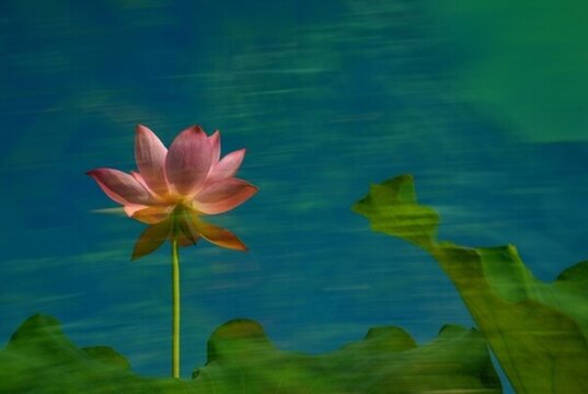 荷花