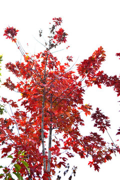 紅楓
