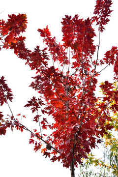 紅楓葉