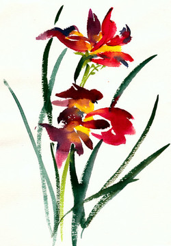 紅色的花