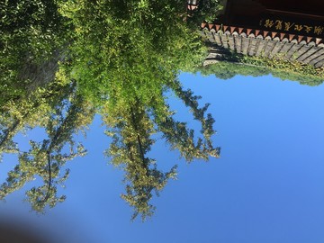 藍(lán)天和樹(shù)