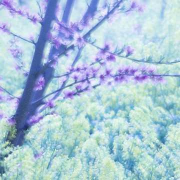 油菜花桃花裝飾畫