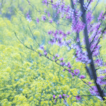 桃花 油菜花 裝飾畫