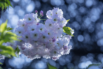 櫻花