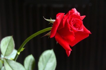 玫瑰花