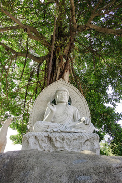 榕樹下佛像