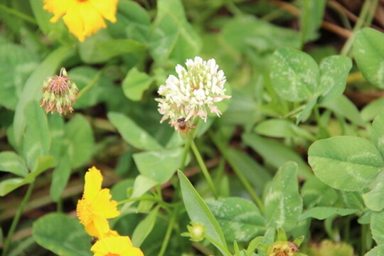 蜜蜂采蜜