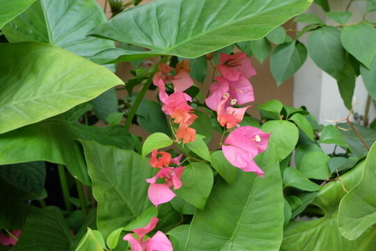 光葉子花