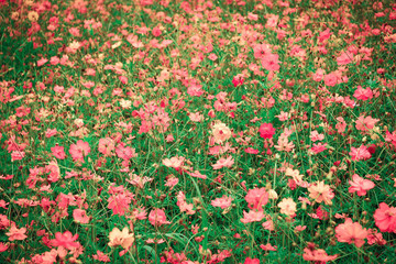 花叢