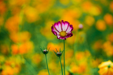 波斯菊