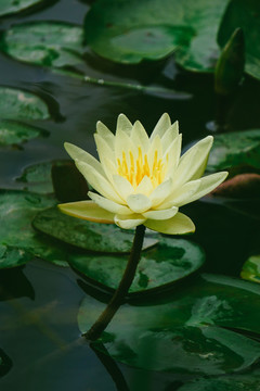 蓮花