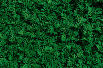 植物背景