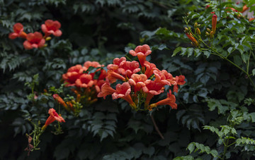 凌霄花