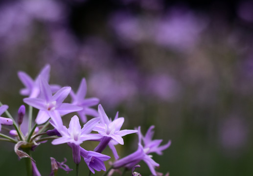 紫色的小花