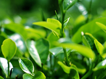 茶葉