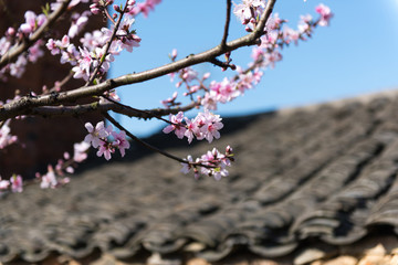 桃花