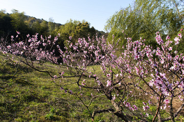 桃花