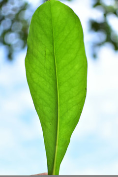 樹植物葉子22