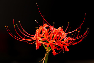 曼珠沙華 彼岸花