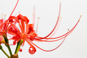 曼珠沙華 彼岸花