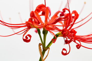 曼珠沙華 彼岸花