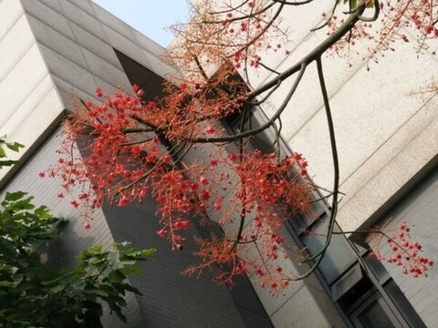 大黃花 花 植物 春天 小紅花