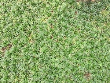 草地材質(zhì)