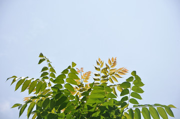 仰拍樹葉