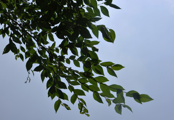 樹葉與藍天