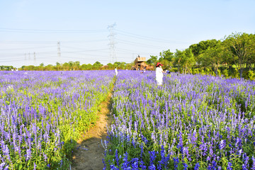 薰衣草花海