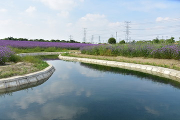 馬鞭草花海