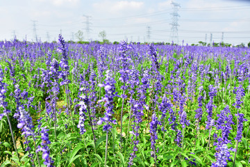 薰衣草花海