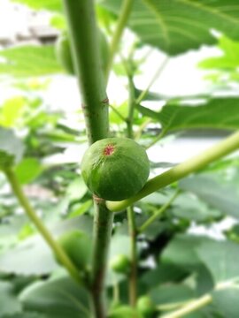 自家種無(wú)花果
