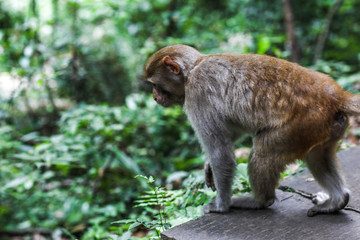 張家界猴子