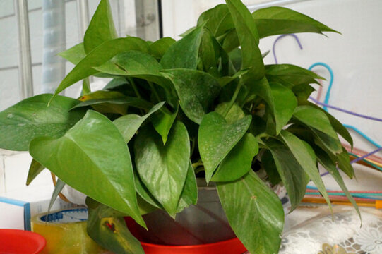 植物
