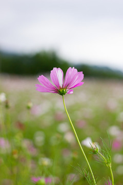波斯菊