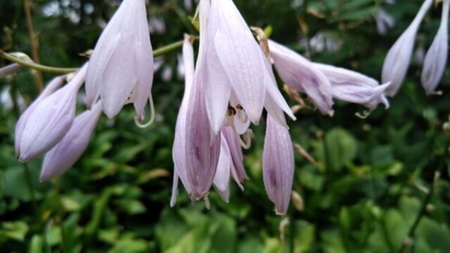 玉簪花