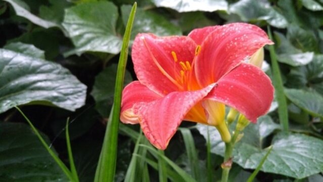 萱草