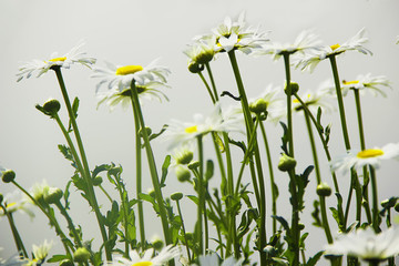 山菊花
