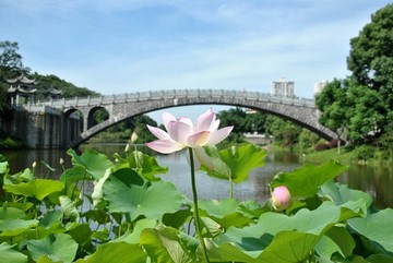荷花盛開的時節(jié)